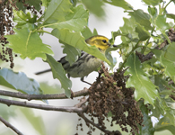 Black throated Green Warbler 6413